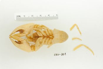 Media type: image;   Invertebrate Zoology CRU-301 Description: Preserved Specimen.;